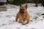 Bouledogue francais pour saillie - Miniature