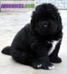 Chiots type terre neuve noir et marron - Miniature