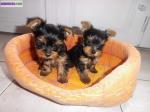 Yorkshire terrier lof - Miniature